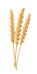 wheat ears isolated