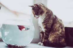 Cat looking at a fish in an aquarium on the window. Cat with  tongue  outside. Cat watching the fish. Cat want to catch fish. Vintage, Rustic style.