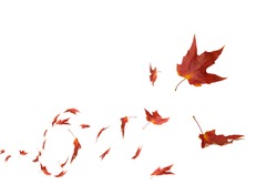 Falling Autumn Leaves with White Background.