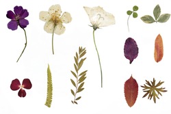 Dried flowers and herbarium isolated on a white background