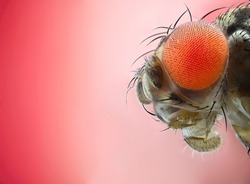 Fruit fly portrait with pink background, fruit fly isolated pink surface, fly face,