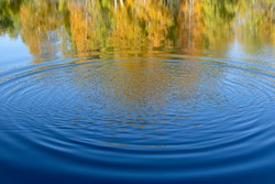 Concentric circles on the blue water of the pond with a reflection of the yellow autumn forest