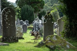 Young deer in a graveyard. Wild animals in human environments concept
