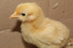 Golden puff hen chick with brown background 