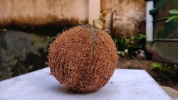 Growing coconut tree. Coconut seed. Growth of coconut tree. 