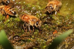 Honey bee (Apis mellifera) is drinking water.