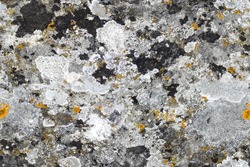 Texture of old limestone with lichen fragments, seamless. Paris, France