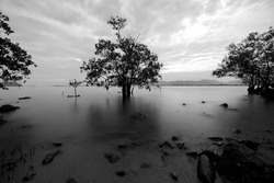 Long exposure of Tree in the sea in black and white image