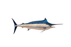 Marlin - Swordfish,Sailfish saltwater fish (Istiophorus) isolated on white background
