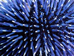 Close-up of the spikes of a brillant blue Sea urchin
