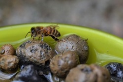 Water bowl with light expanded clay aggregates and a honeybee on them. Bees are very thirsty and need water, Put stones in the bowl so they can stand on them while drinking.