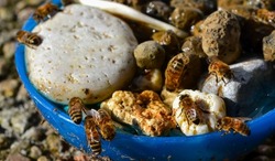 Water bowl with stones and bees drinking from it