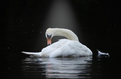 Swan beautiful In the water