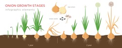 Onion plant growing stages from seeds to ripe onion - two year 
cycle development of onion - set of botanical detailed infographic elements, vector illustrations isolated on white background.