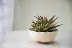 A pot of beautiful Aloe Pink Blush, a clumping succulent with textured dark and light green leaves with raised pink ridges. On table covered with white tablecloth by the window with white curtain.