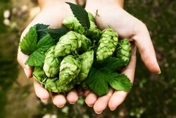 Hands of a girl holding a handful of hop cones. Leon, Spain