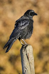 Black crow, corvus corone, perched on a wooden stake against an out-of-focus autumn ochre background.