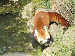 A red panda on the riverside