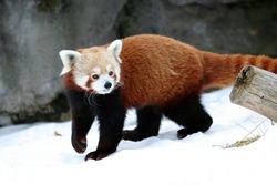 A red panda in the snow
