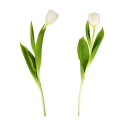 Two white tulips, on white background.