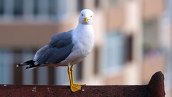 Seagull On Roof, Seagull Looking, Baffled Seagull, Curious Seagull