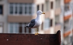 Seagull On Roof, Seagull Looking, Baffled Seagull, Curious Seagull