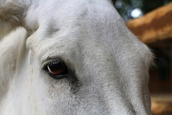 A cute donkey living in Ormanya Zoo in Izmit, Turkey. selective focus