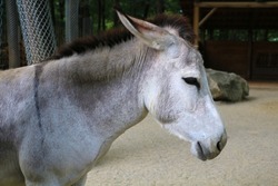 A cute donkey living in Ormanya Zoo in Izmit, Turkey. selective focus