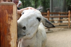 selective focus. A cute donkey living in Ormanya Zoo in Izmit, Turkey. 