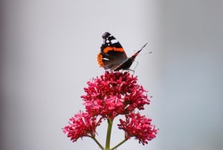Red Admiral English butterfly, sits on red british flower during spring. 
