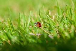 Macro photo of Ladybug in the green grass and garden plants. Macro bugs and insects world. Nature in spring concept.