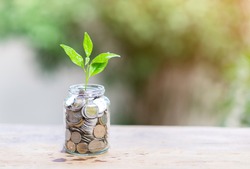 Saving concept plant growing In jar of Coins - Investment And saving Concept