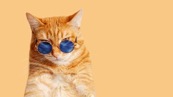 Closeup portrait of funny ginger cat wearing blue sunglasses isolated on light orange background. Copyspace.