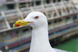 Profile portrait of the tender seagull, with elegant bearing, and closely we see that they have a large orange beak.