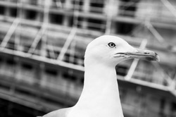 Black and white. Profile portrait of the tender seagull, with elegant bearing, and closely we see that they have a large  beak.