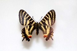 Butterfly specimen korea,Luehdorfia puziloi,Female