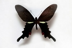 Butterfly specimen korea,Papilio macilentus