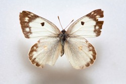 Butterfly specimen korea,Pieris dulcinea 