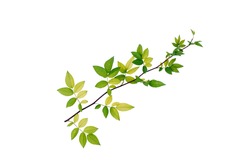 The green branch is isolated on a white background