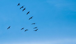 Pelicans flying in a V-shape in a clear blue sky. 10 birds flying.