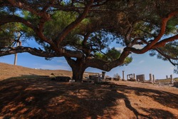 Old Oak, sacred tree of Zeus in Pergamum, Turkey. In the background, ruins of the ancient city.