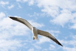 Seagull flying in the blue sky clouds. Peruibe, Brazil. Gull, Laridae, a large gull, isolated on sky background.