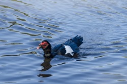 Muscovy duck or Black Duck (Cairina moschata) swimming in the lake.