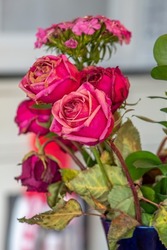 Bouquet of slowly dying red roses in a blue vase