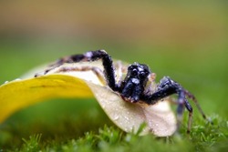 Spiders are air-breathing arthropods that have eight legs, chelicerae with fangs generally able to inject venom, and spinnerets that extrude silk. 