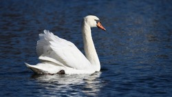 lateral view of a white mute swan, which is floating on the blue water and has raised its wings