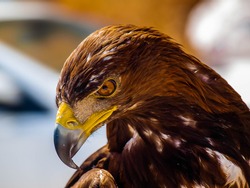 a predator golden eagle with a dangerous look