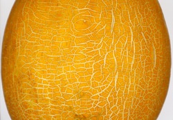 Stunning pattern of yellow-white, curvey muskmelon rind. Close up, texture.