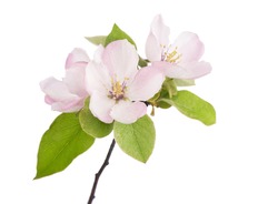 Spring flowering branches, pink flowers, no leaves, blossoms Almond isolated on white background 