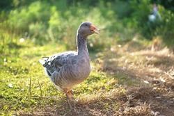 Domestic geese on a meadow. Geese in the grass, domestic bird, flock of geese